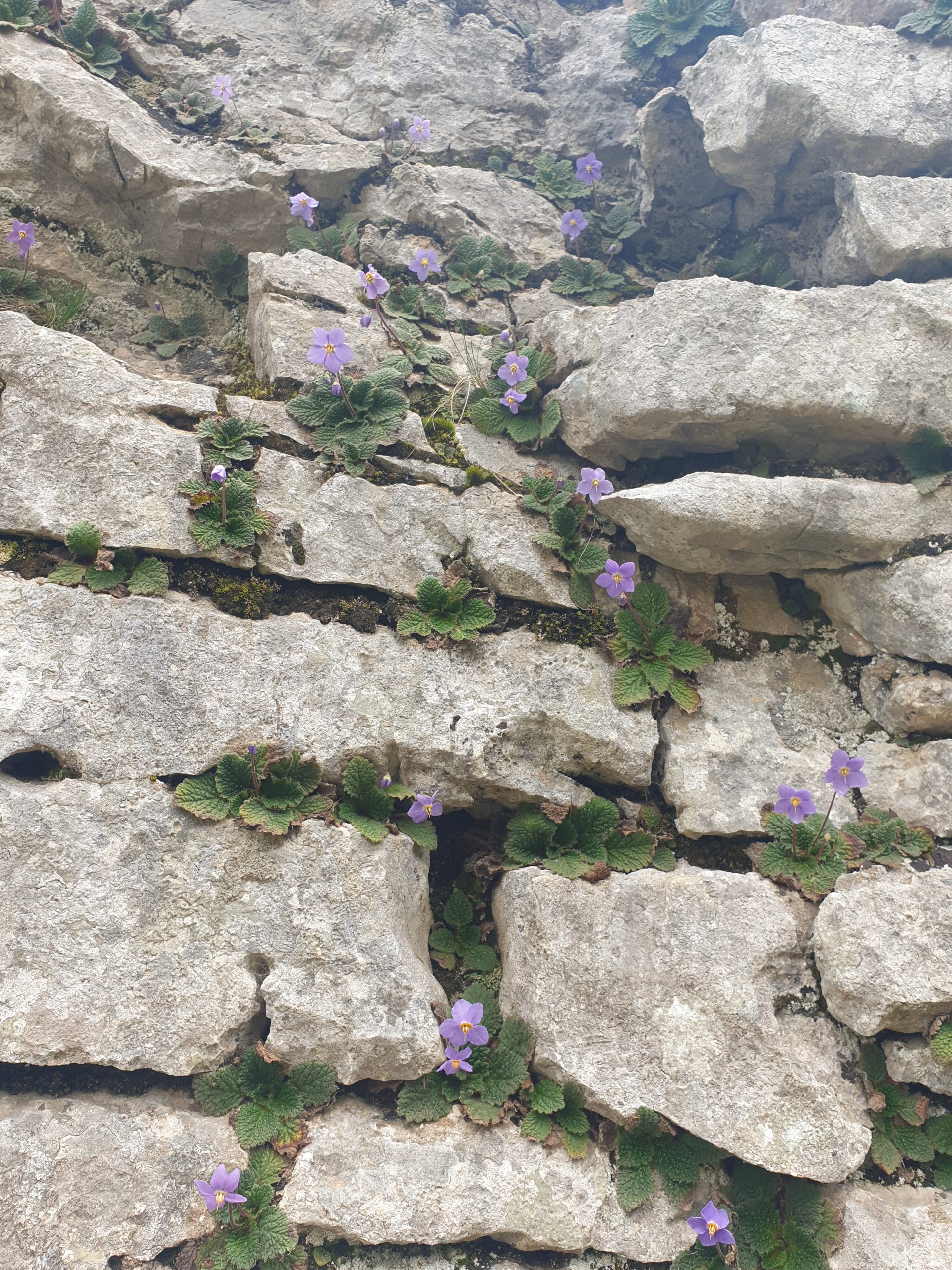 Ramondie des Pyrénées