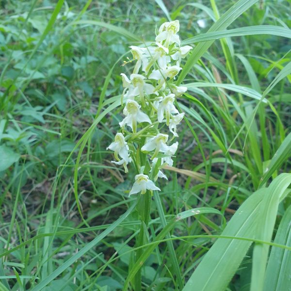 Orchidée à 2 feuilles en Sierra de Guara