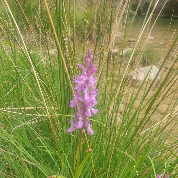 Orchidée des marais en Sierra de Guara