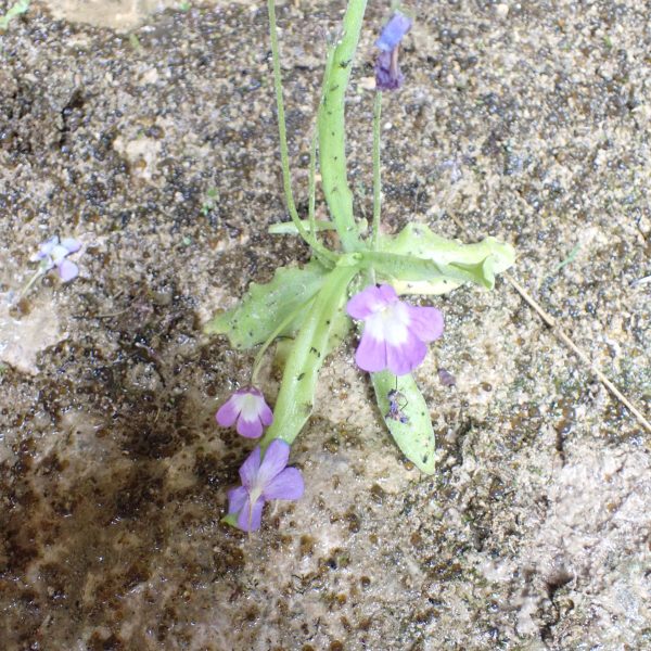 plant de grassette des pyrénées