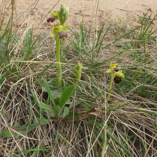 Ophrys brun