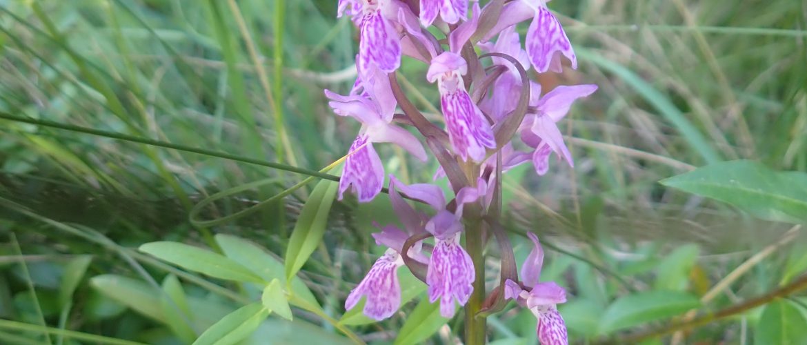 Orchidée Sierra de Guara