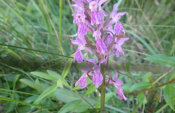 Orchidée Sierra de Guara