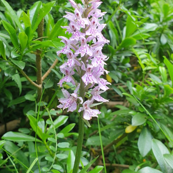 Dactylorhiza maculata