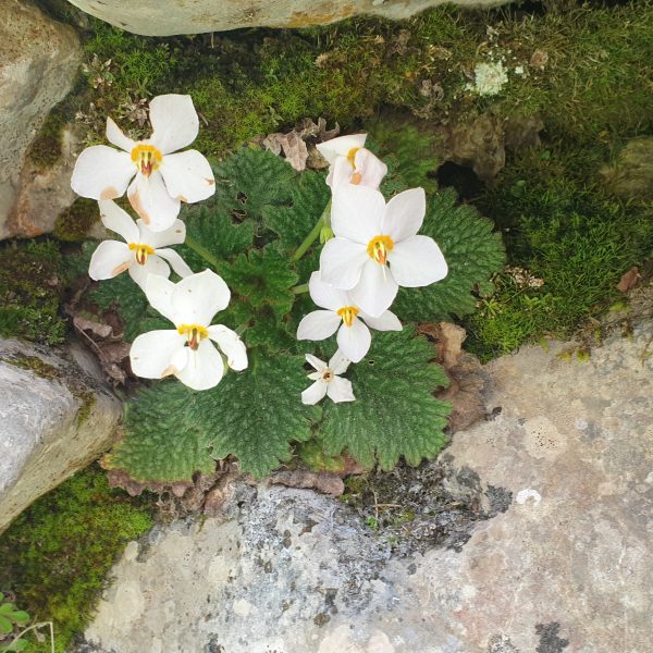 Ramondie des pyrénnées blanche